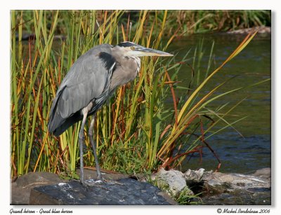 Grand hron - Great blue heron