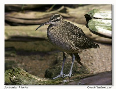 Courlis corlieu - Whimbrel