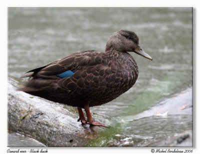 Canard noir Black duck