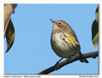 Paruline  croupion jaune - Yellow rumped warbler