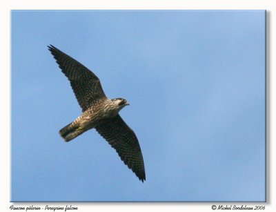 Faucon plerin - Peregrine falcon