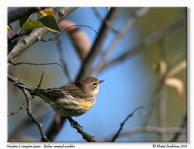 Paruline  croupion jaune - Yellow rumped warbler