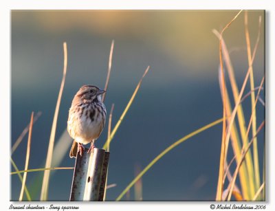 Bruant chanteurSong sparrow