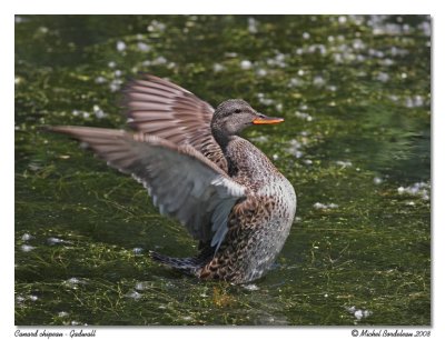 Canard chipeau Gadwall