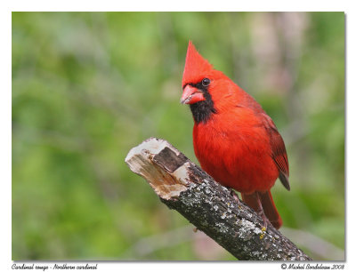 Cardinal rouge  Northern cardinal