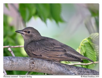 tourneau sansonnet  European starling