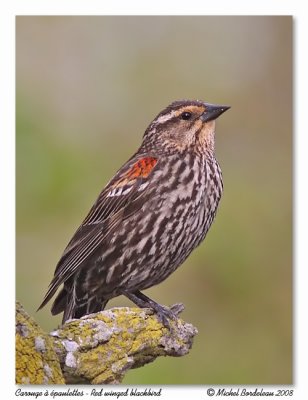 Carouge  paulettes - Red winged blackbird