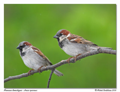 Moineau domestique  House sparrow
