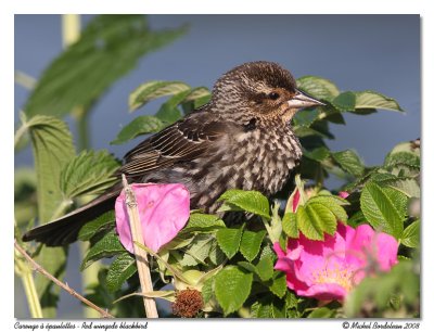 Carouge  paulettes  Red winged blackbird