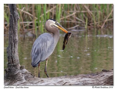 Grand héron Great blue heron