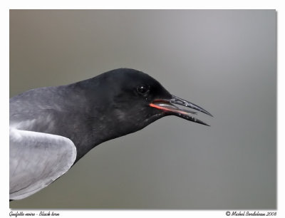 Guifette noire - Black tern