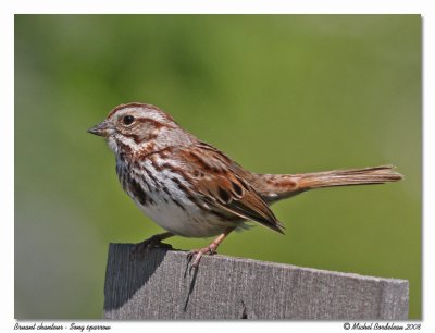 Bruant chanteur  Song sparrow