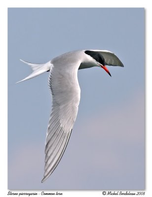 Sterne pierregarin  Common tern