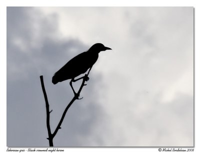 Bihoreau gris  Black crowned night heron