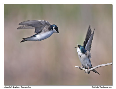 Hirondelle bicolore  Tree swallow
