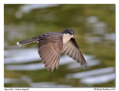 Tyran tri tri  Eastern kingbird