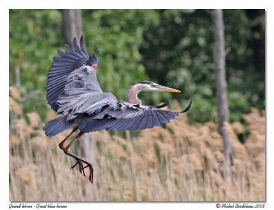 Grand hron  Great blue heron