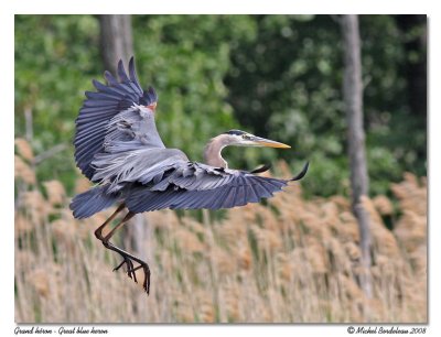 Grand héron Great blue heron