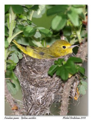 Paruline jaune  Yellow warbler
