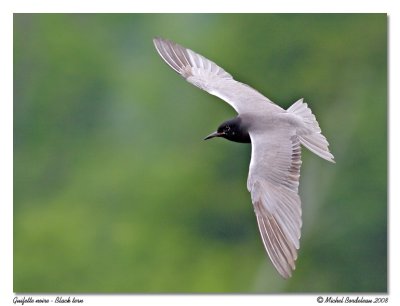 Guifette noire  Black tern