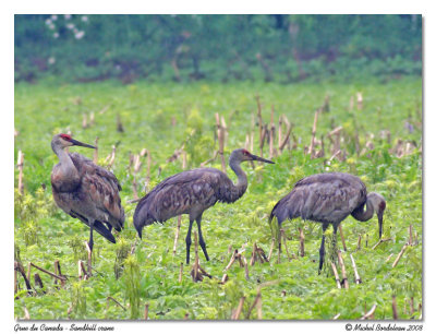 Grues du Canada  Sandhill cranes