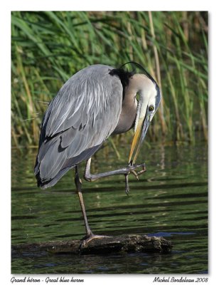 Grand héron Great blue heron