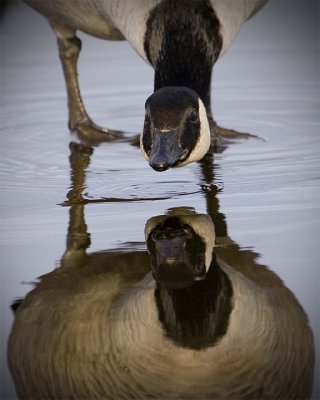 Canada Geese 2008