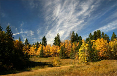 Golden Meadows