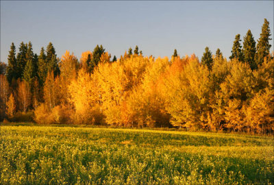 Aspen and Canola