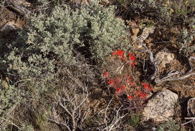 IndianPaintBrush-001.jpg
