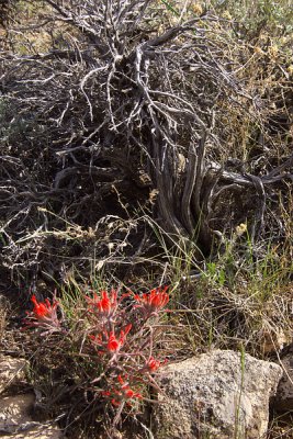 IndianPaintBrush-002.jpg