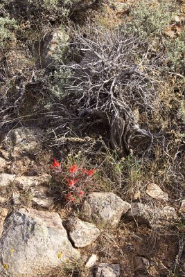 IndianPaintBrush-003.jpg
