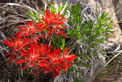 IndianPaintBrush-004.jpg
