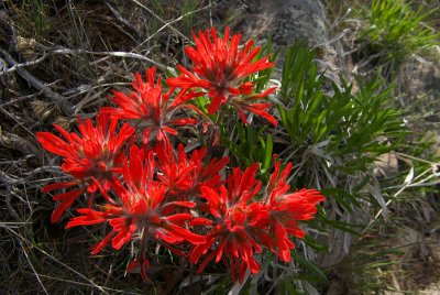 IndianPaintBrush-005.jpg