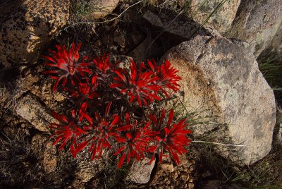 IndianPaintBrush-006.jpg