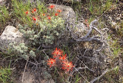 IndianPaintBrush-007.jpg