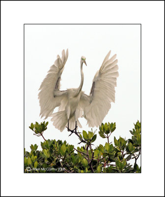 FLIGHT OF THE GREAT WHITE