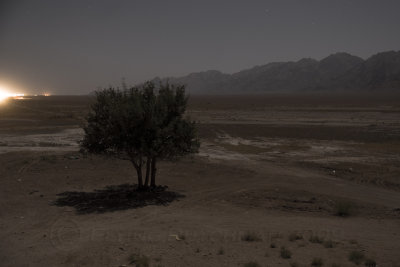 Moon-lit tree