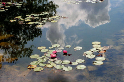 Waterlily Pond.jpg
