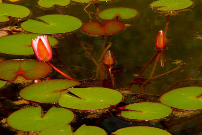 Waterlily 3.jpg