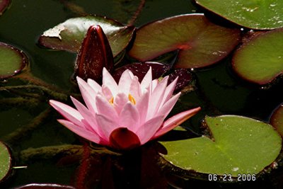 Lily Flower and Bud.jpg
