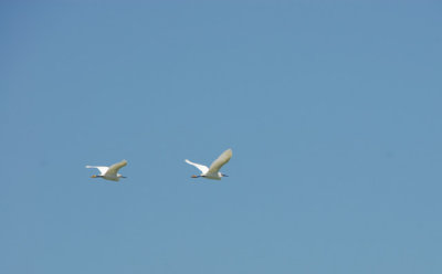 6-19-08 Rockport Egrets.jpg