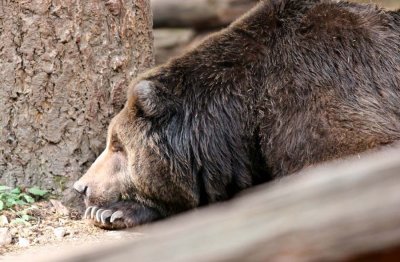 sleeping bear