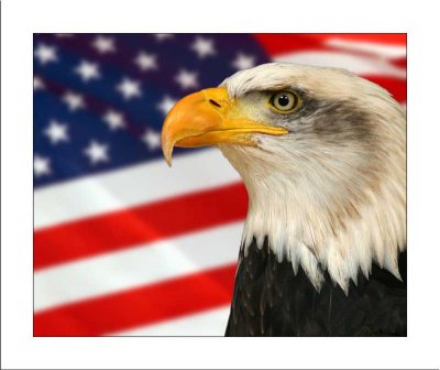 Bald Eagle Montage