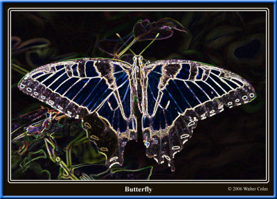 Butterfly9-06 5-01.jpg