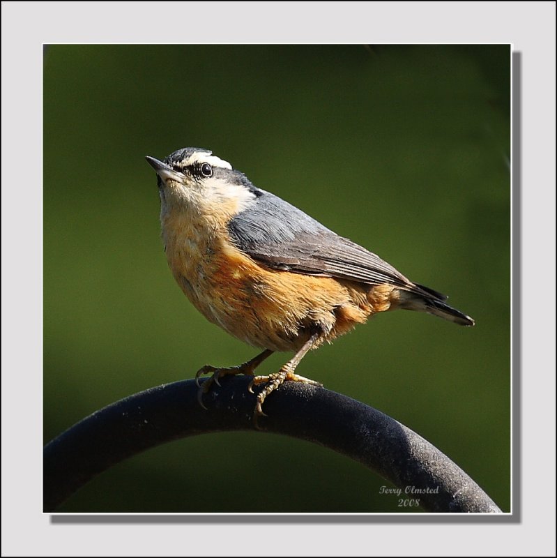 6-12-08 nuthatch_1217 adj.jpg