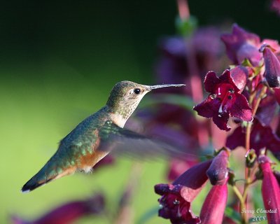 7-10-08 fm rufous hummingbird_1842.JPG
