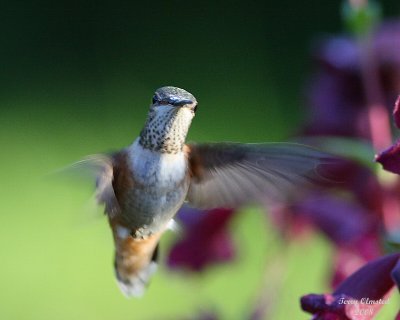 7-10-08 fm rufous hummingbird_1843.jpg