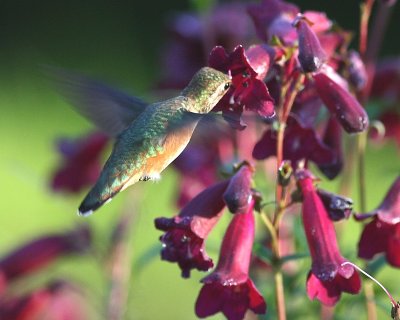 7-10-08 fm rufous hummingbird_1840.jpg