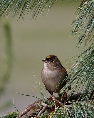 10-15-08 golden crowned sparrow_3552.JPG
